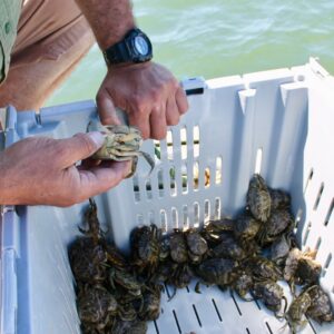 Person harvesting green crabs