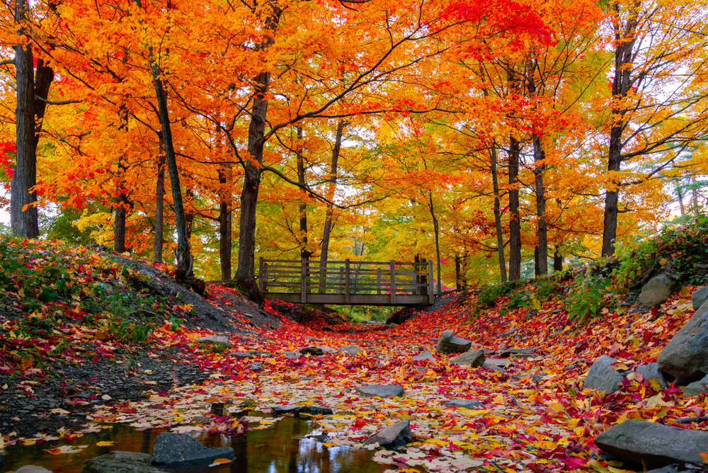 Fall foliage while hiking in Connecticut in the fall