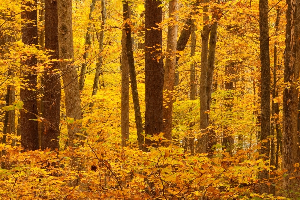 fall foliage in Connecticut, near our luxury hotels in Connecticut