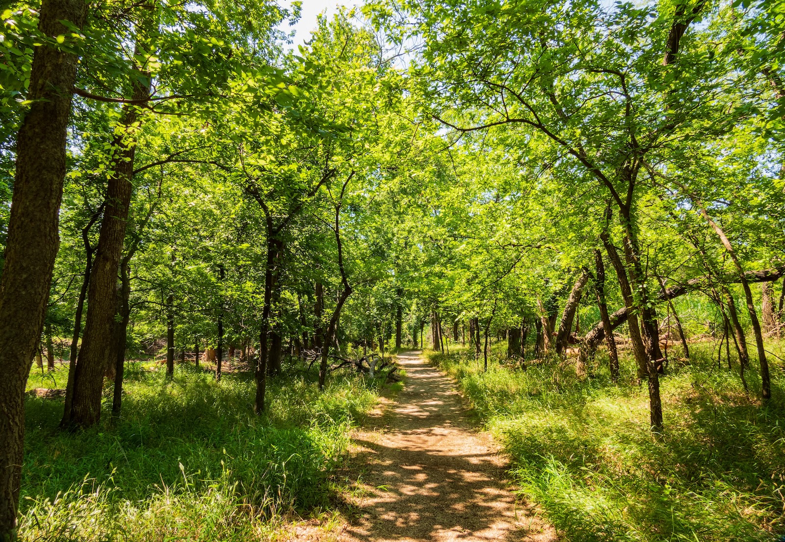 Forested trails at Denison Pequotsepos Nature Center